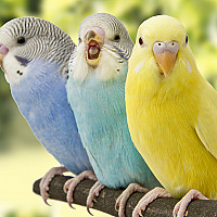 Bird Food