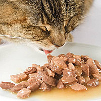 Wet Food