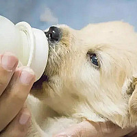 Newborn Puppies