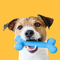 Toys & Activities