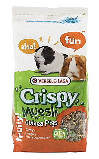 Crispay guinea pig
