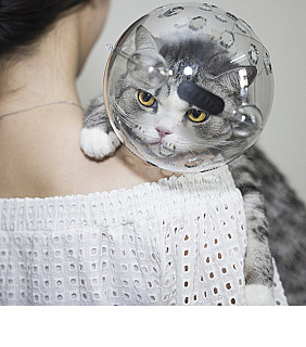Cat Muzzle