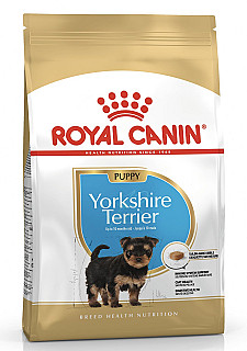 Yorkshire Terrier بچووک