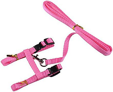 Collar  Leash