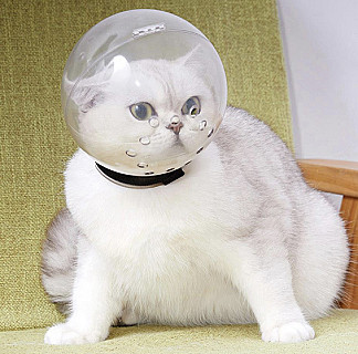 Cat Muzzle