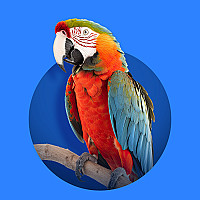 All