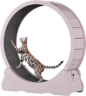 Cat Running Wheel