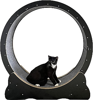 Cat Running Wheel