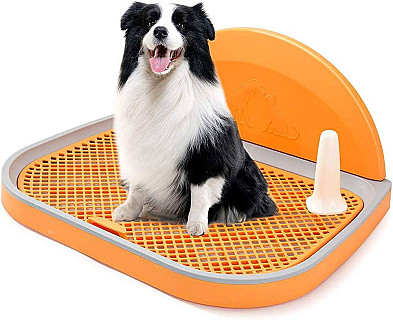 Dog Training Toilet