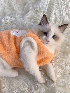 Cat Clothes