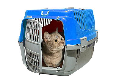 Pet Carriage