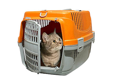 Pet Carriage