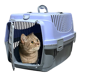 Pet Carriage