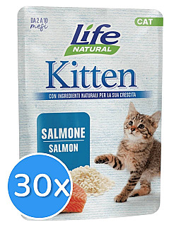 Life Cat Kitten Salmon