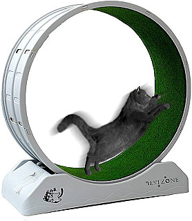 Cat Running Wheel