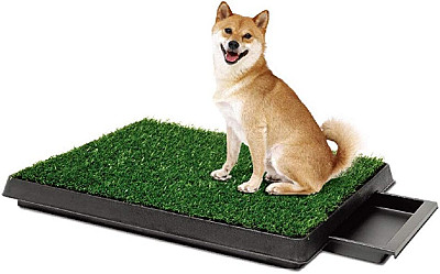 Potty Patch