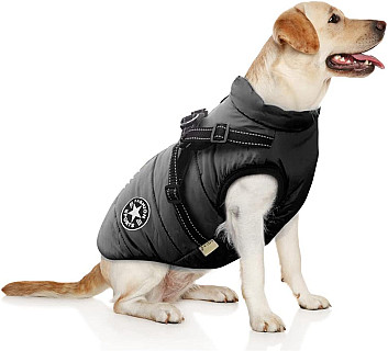 Köpek Ceketi