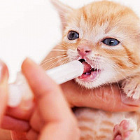 Newborn