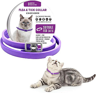 کولار مضاد البراغيث والقراد