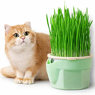 SUNSUN Cat Grass Cup #2