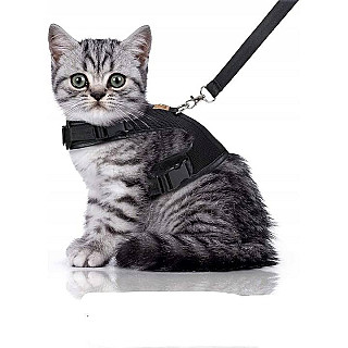 قلاده و افسار گربه