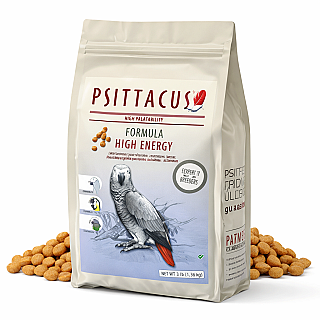 Psittacus Parrot High Energy