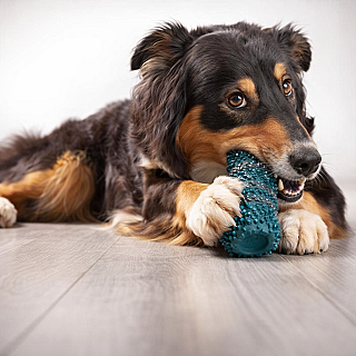 Zoofari Dog Toy