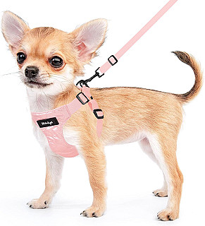 Köpek Tasması