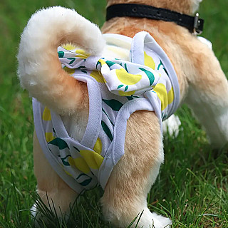Köpek Bezi