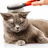 Grooming