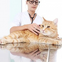 Sterilised Cats